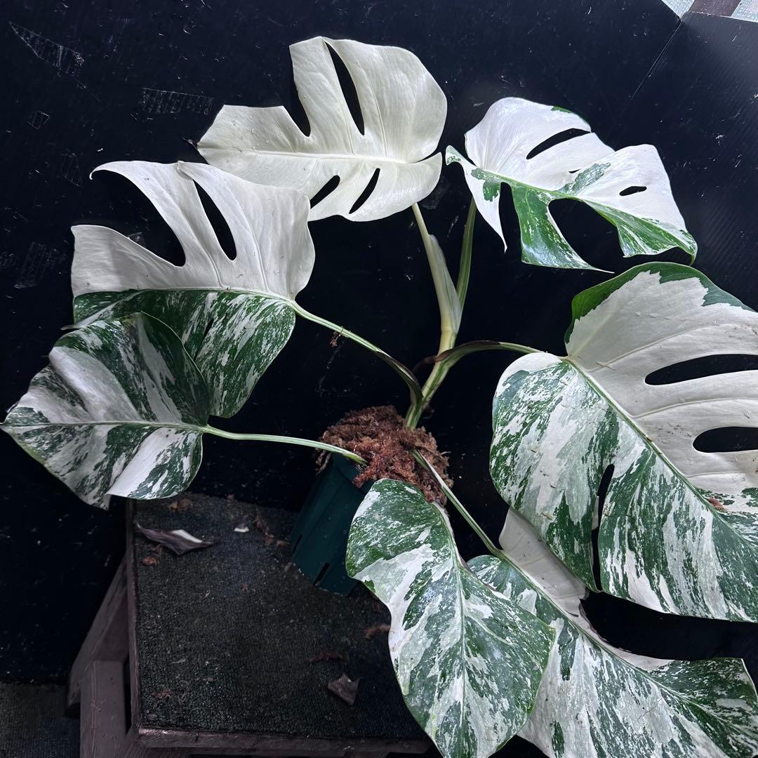 y*u様 斑入りモンステラ ホワイトタイガー極美大株53cm白斑多