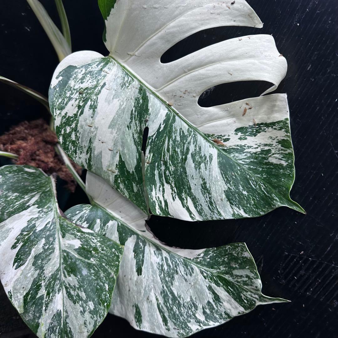 y*u様 斑入りモンステラ ホワイトタイガー極美大株53cm白斑多