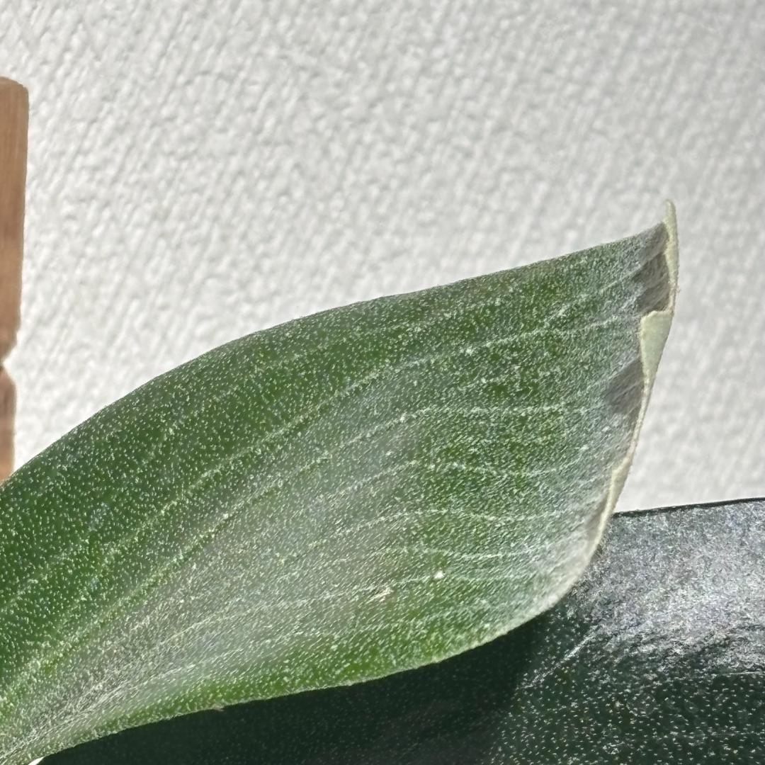 【オ〇マ】ヘリオス：P.Hillii cv Helios (OC・PUP)