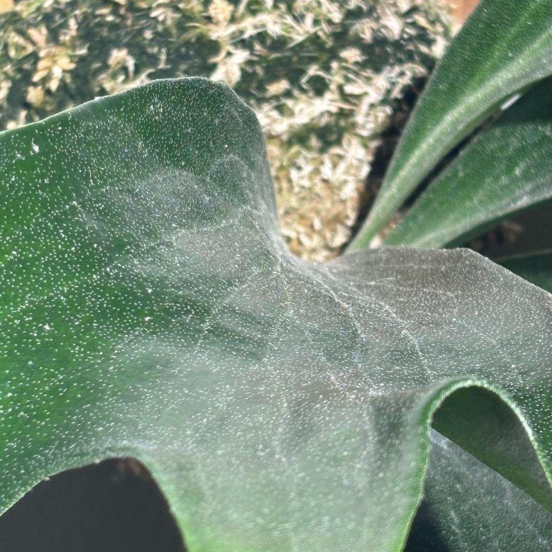 【オ〇マ】ヘリオス：P.Hillii cv Helios (OC・PUP)