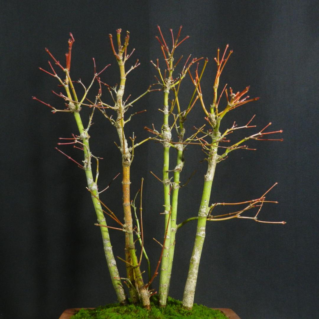 【一起園芸】紅葉・もみじ・寄せ樹盆栽◆葉は落票しています・形良好な一品です◆