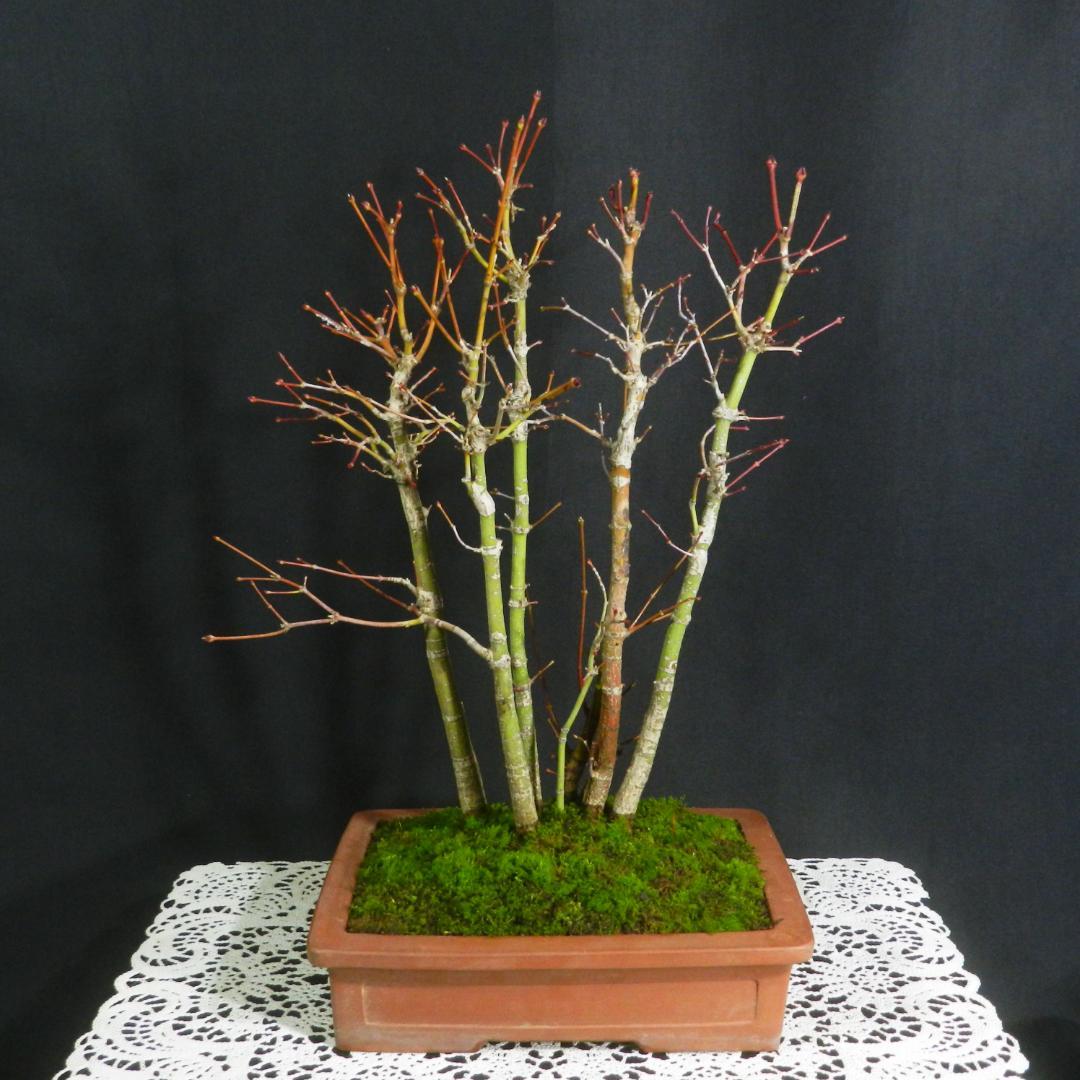 【一起園芸】紅葉・もみじ・寄せ樹盆栽◆葉は落票しています・形良好な一品です◆