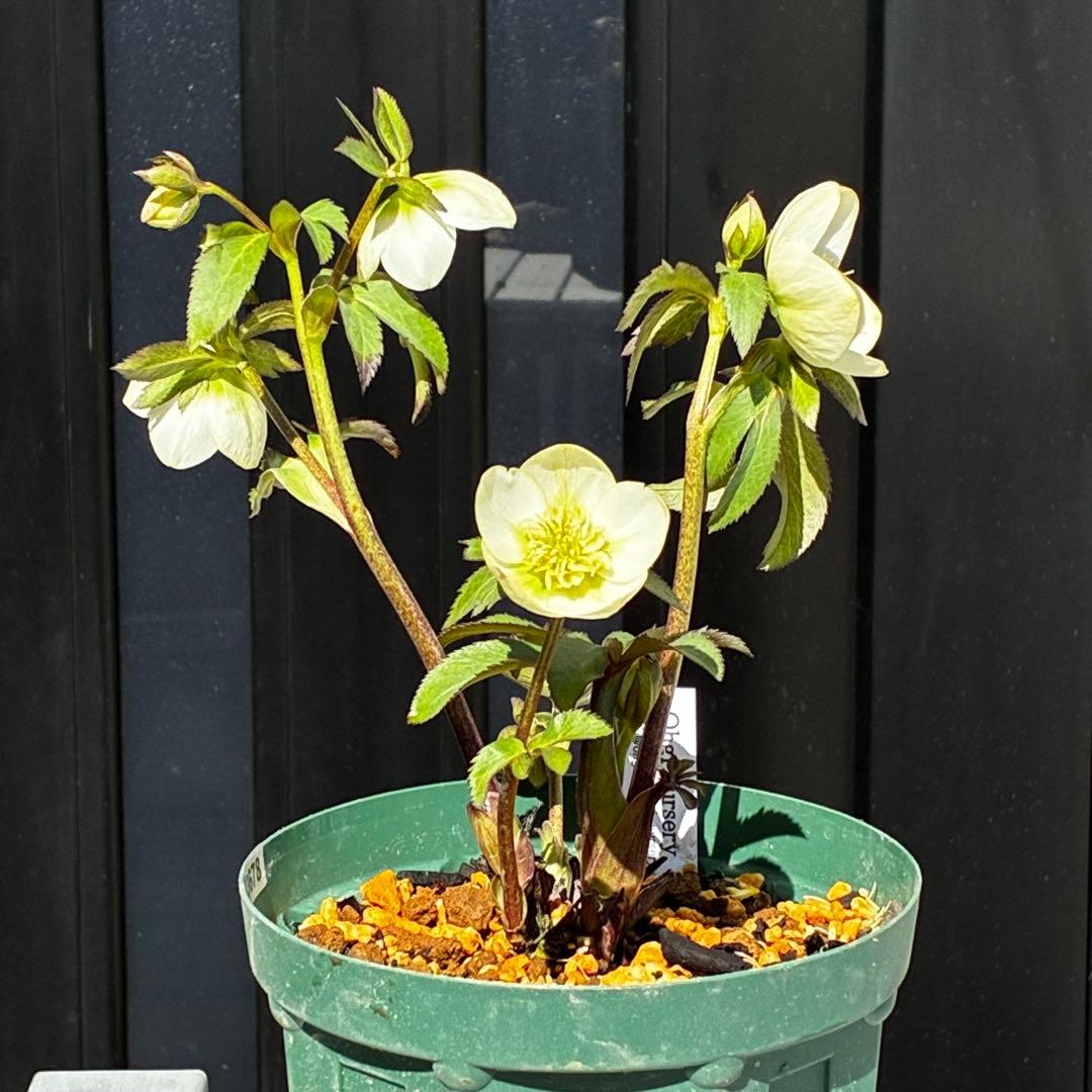 も*読様 3678☘️タグ付☘️⭐️SD⭐️小輪⭐️原種交配⭐️超コンパクト⭐️