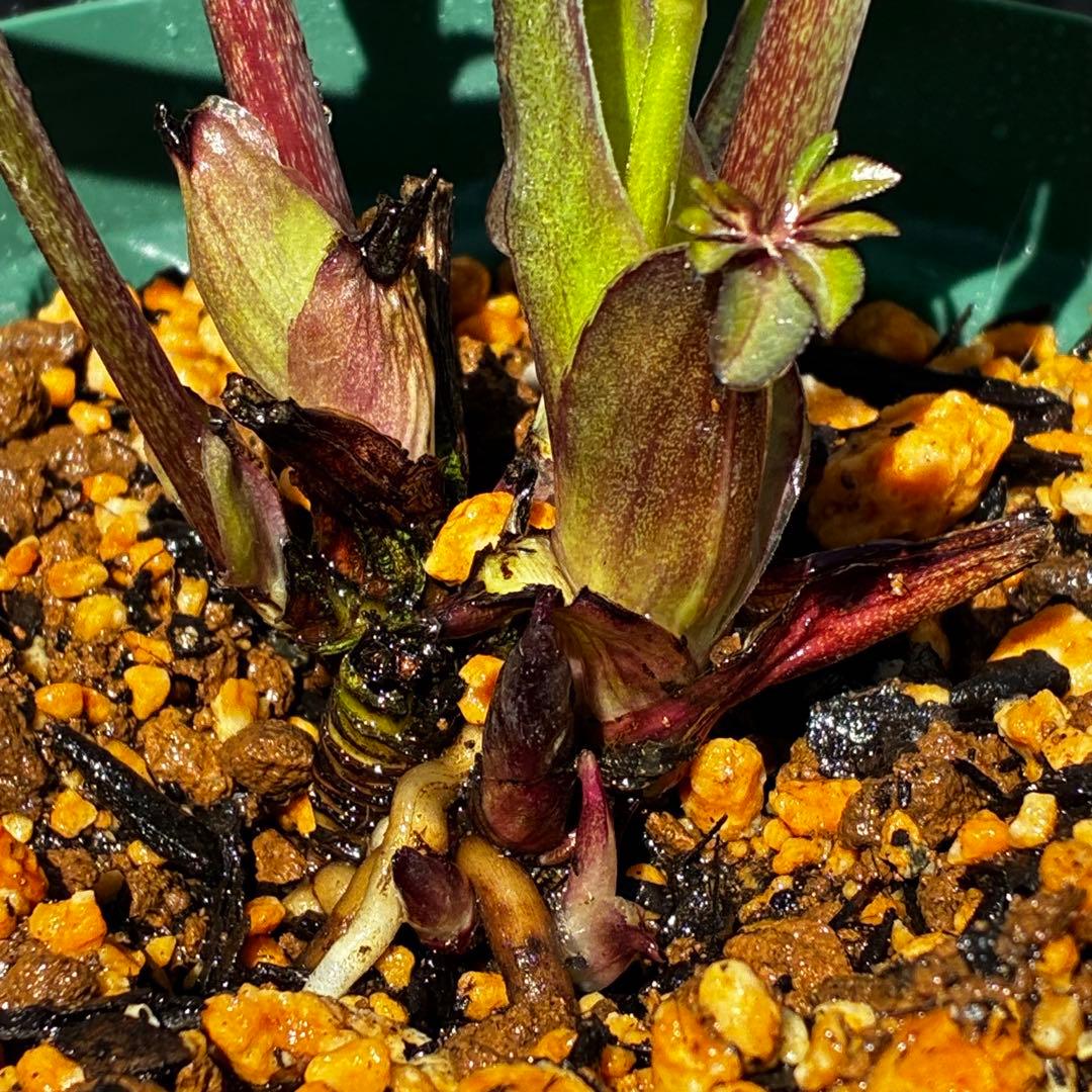 も*読様 3678☘️タグ付☘️⭐️SD⭐️小輪⭐️原種交配⭐️超コンパクト⭐️