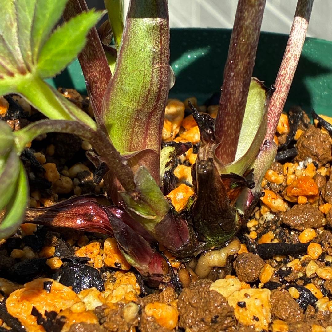 も*読様 3678☘️タグ付☘️⭐️SD⭐️小輪⭐️原種交配⭐️超コンパクト⭐️