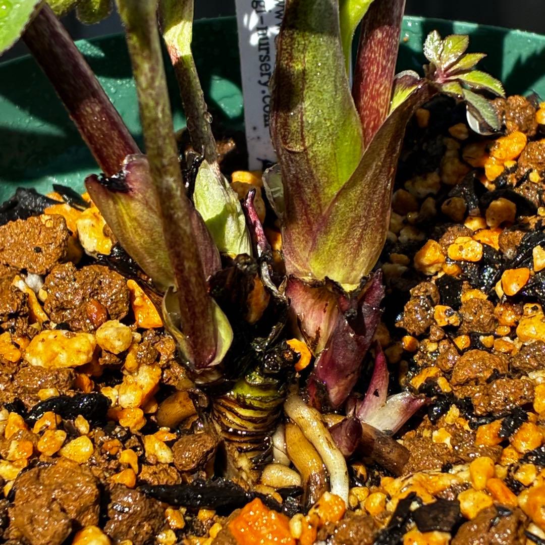 も*読様 3678☘️タグ付☘️⭐️SD⭐️小輪⭐️原種交配⭐️超コンパクト⭐️