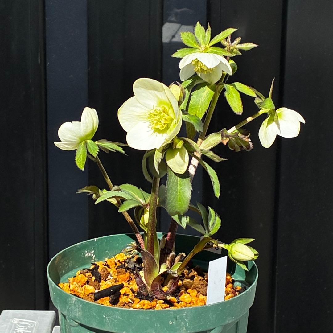 も*読様 3678☘️タグ付☘️⭐️SD⭐️小輪⭐️原種交配⭐️超コンパクト⭐️