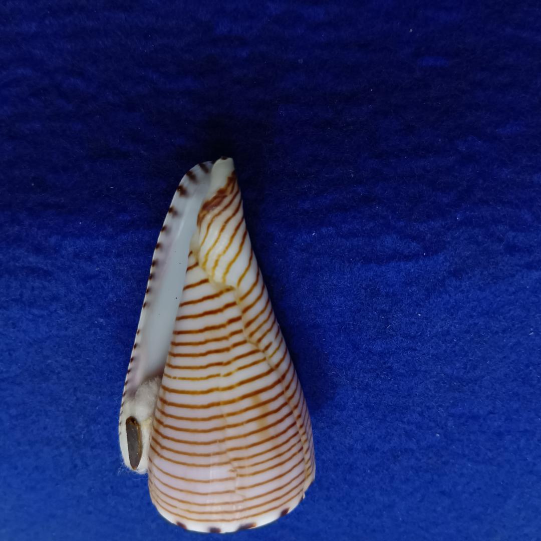 貝標本ヒラセイモ（蓋付）