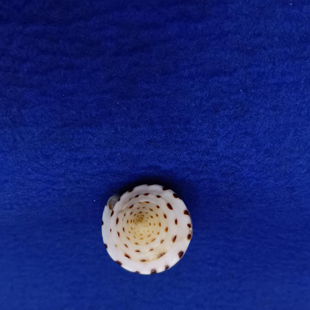 貝標本ヒラセイモ（蓋付）