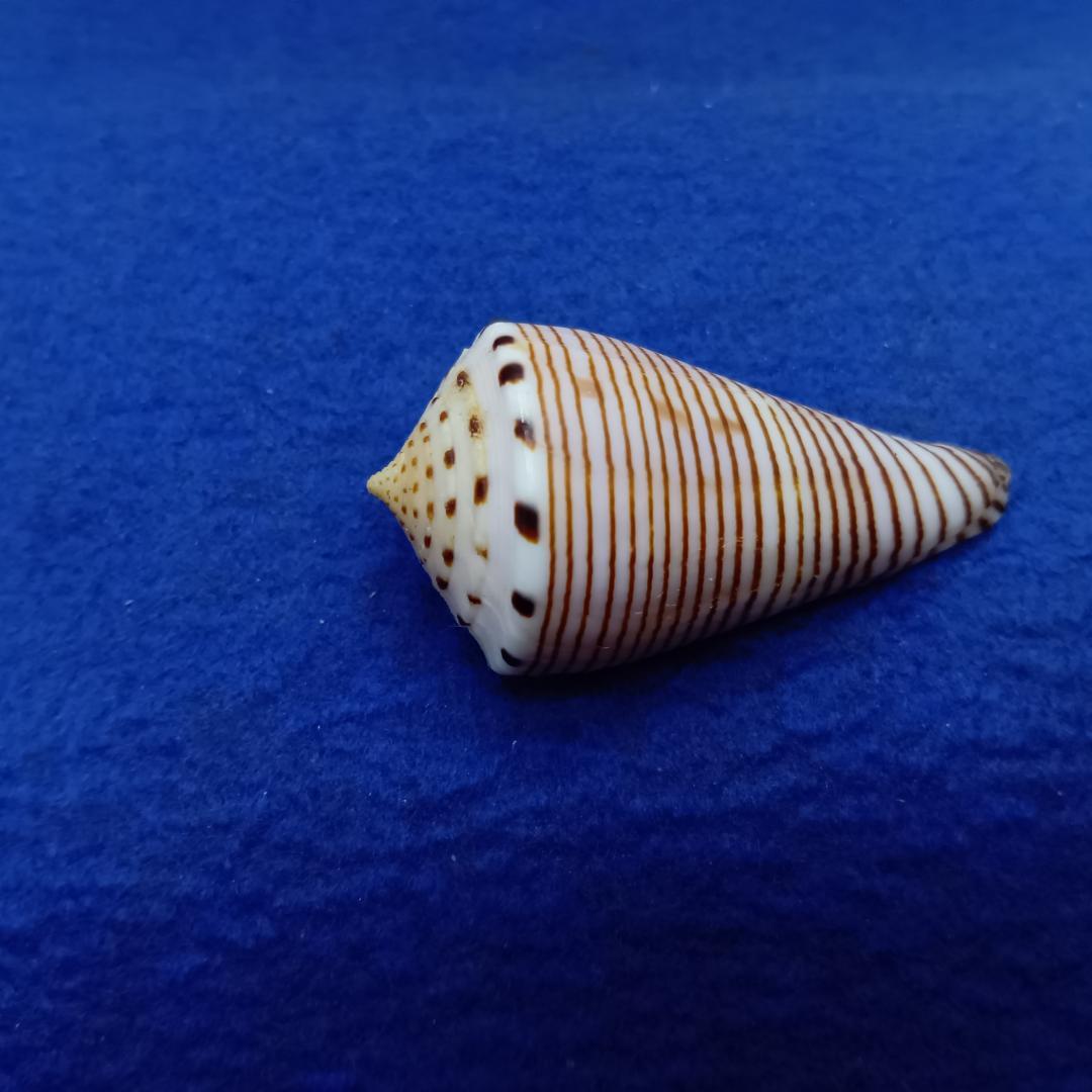 貝標本ヒラセイモ（蓋付）