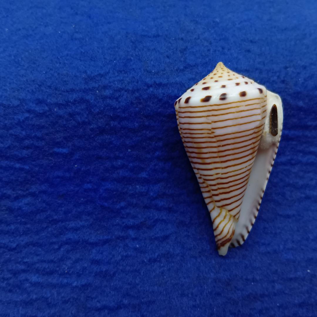 貝標本ヒラセイモ（蓋付）