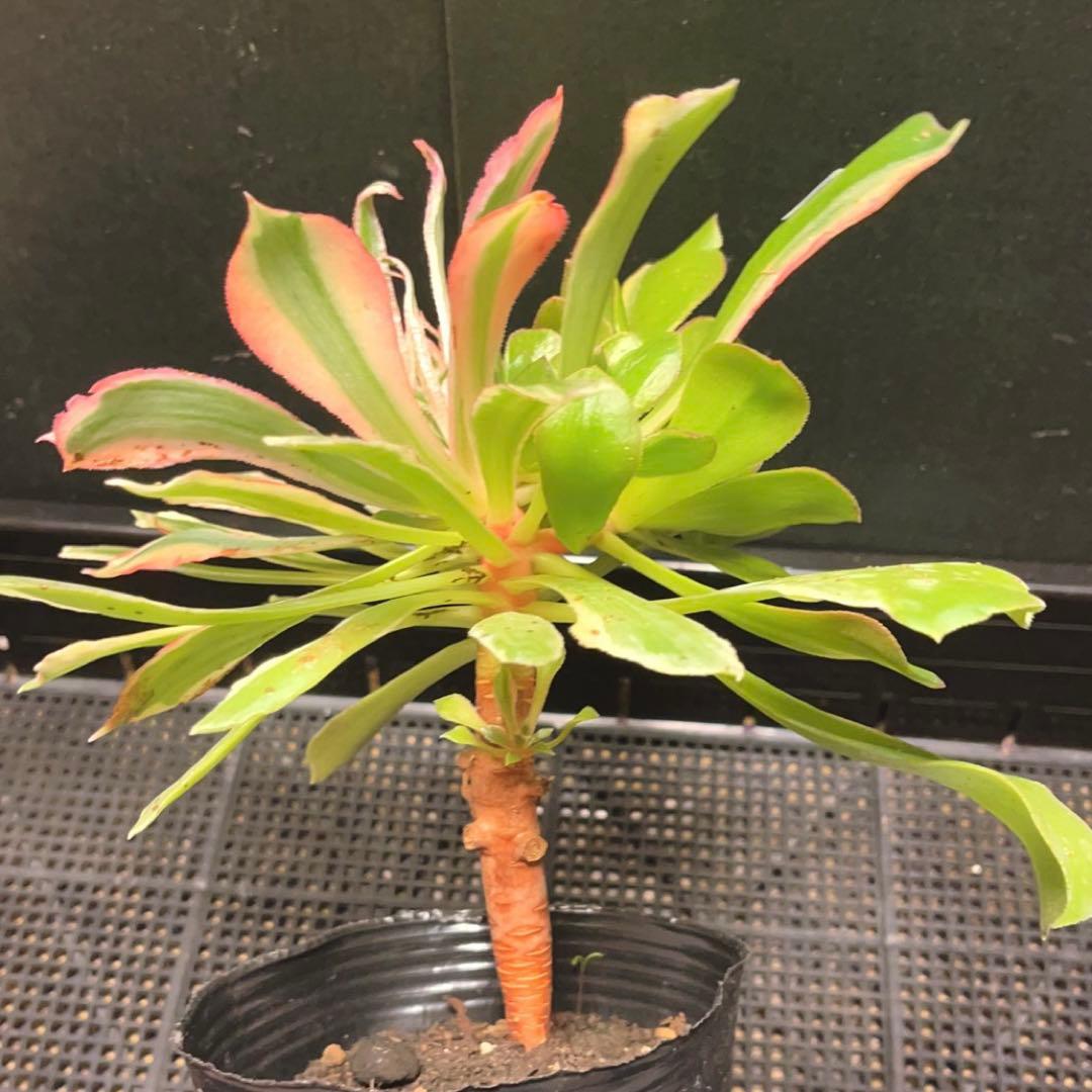 53#多肉植物アエオニウム錦❤️ 光輝 ❤️1大頭6子芽25cm 拔き苗