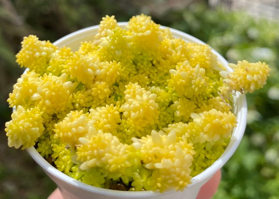 細葉黄金万年草 抜き苗