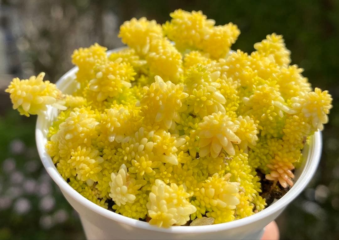 細葉黄金万年草 抜き苗