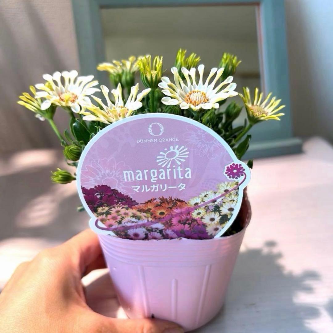 ✿Dom❤Mia✿様　リクエスト　おまとめ4点