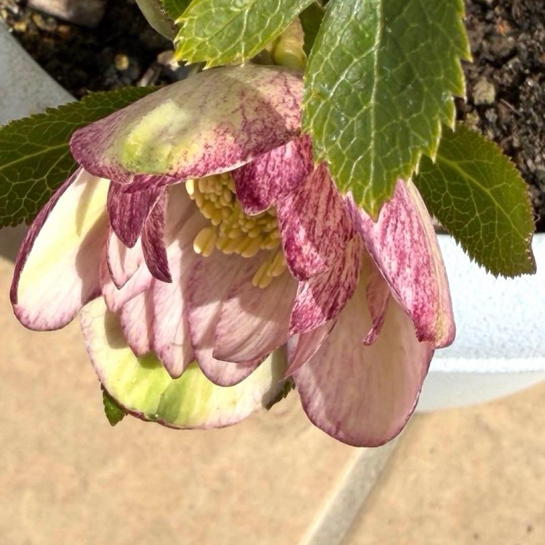 【開花株】大苗　クリスマスローズ ピコティダブル　６号鉢苗《2/20》