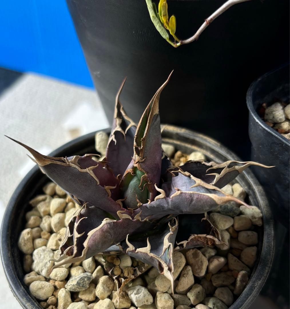 センナメリディオナリス　アガベセット