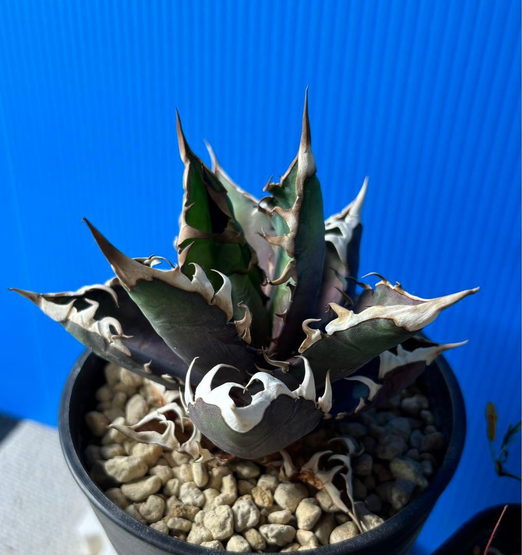 センナメリディオナリス　アガベセット