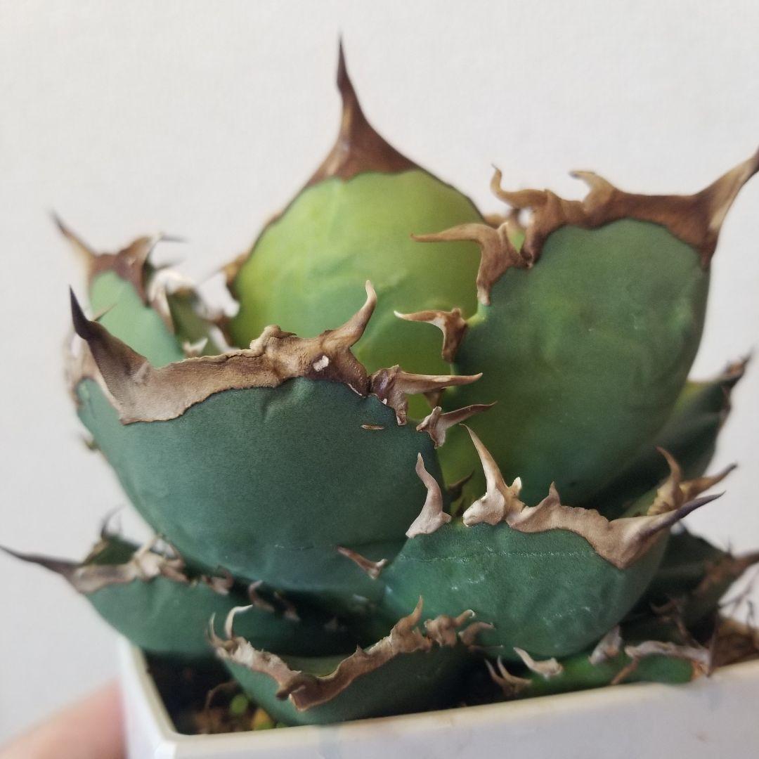 アガベ　肉厚　実生