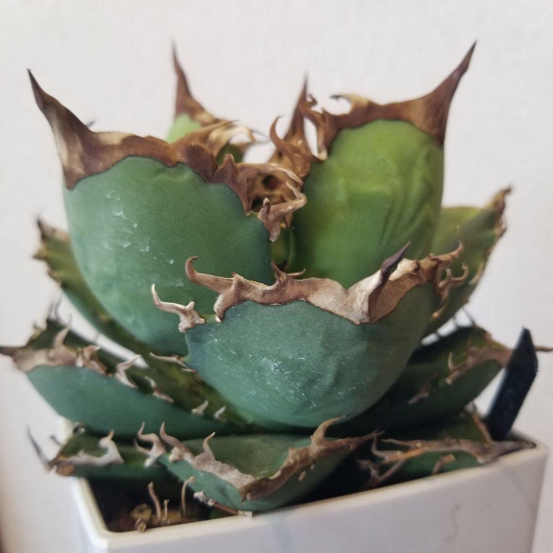 アガベ　肉厚　実生