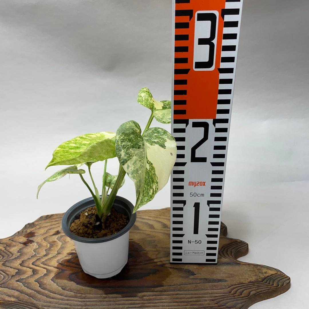 オ*ジ様 q1 モンステラ　デリシオーサ　レガシー　斑入り