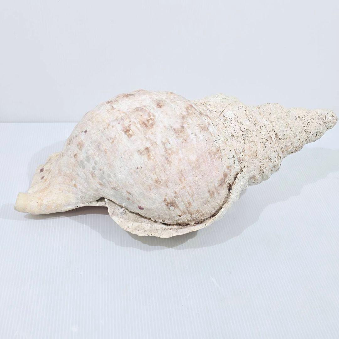 法螺貝 魔除け ほら貝 ホラ貝 36cm 巨大 オブジェ