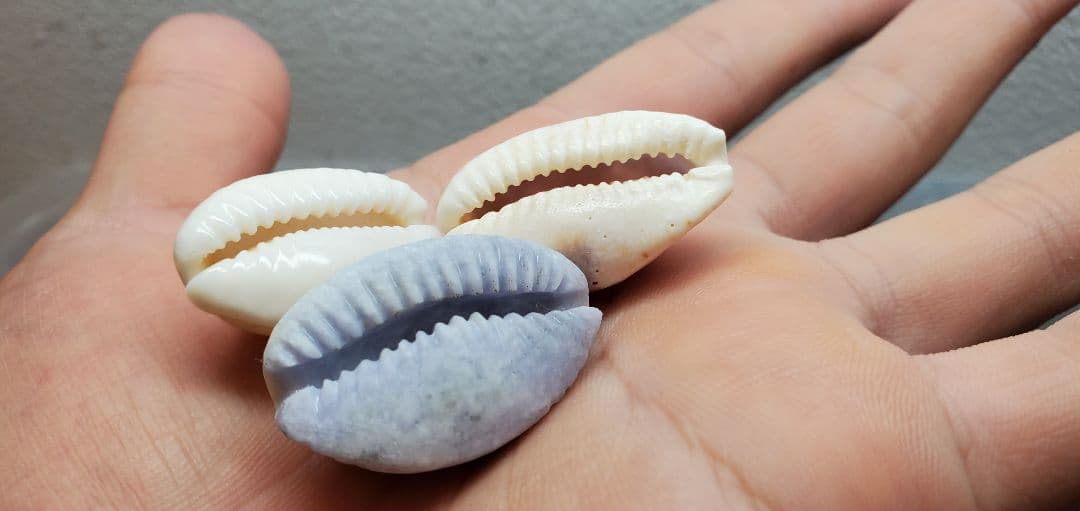 糸魚川翡翠 ラベンダー タカラガイ