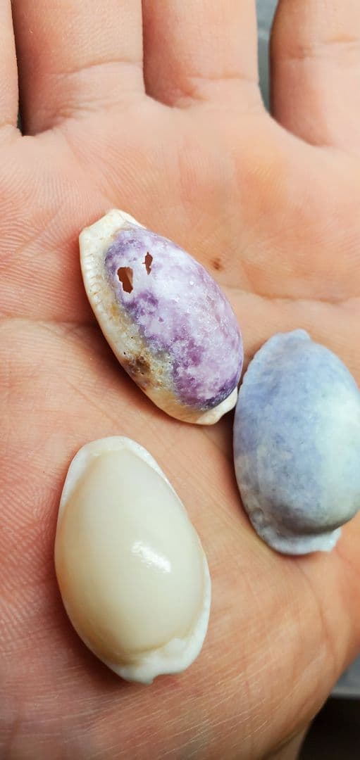 糸魚川翡翠 ラベンダー タカラガイ