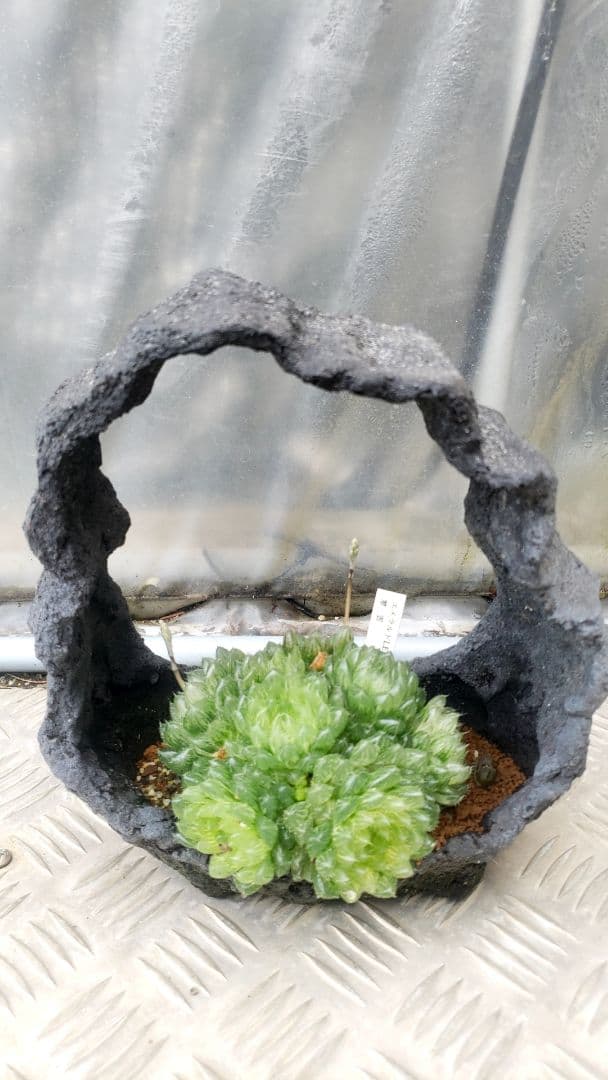 H、エメラルドLED錦(変種)　翠雲