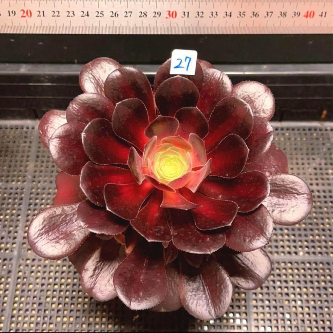 27 #多肉植物アエオニウム錦 ❤️キリマンジャロ錦❤️1大頭10小頭18cm拔き苗