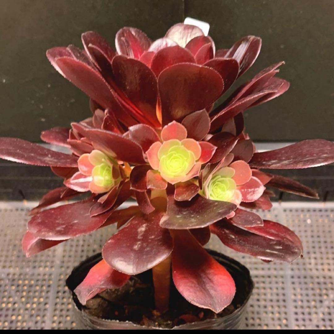 27 #多肉植物アエオニウム錦 ❤️キリマンジャロ錦❤️1大頭10小頭18cm拔き苗