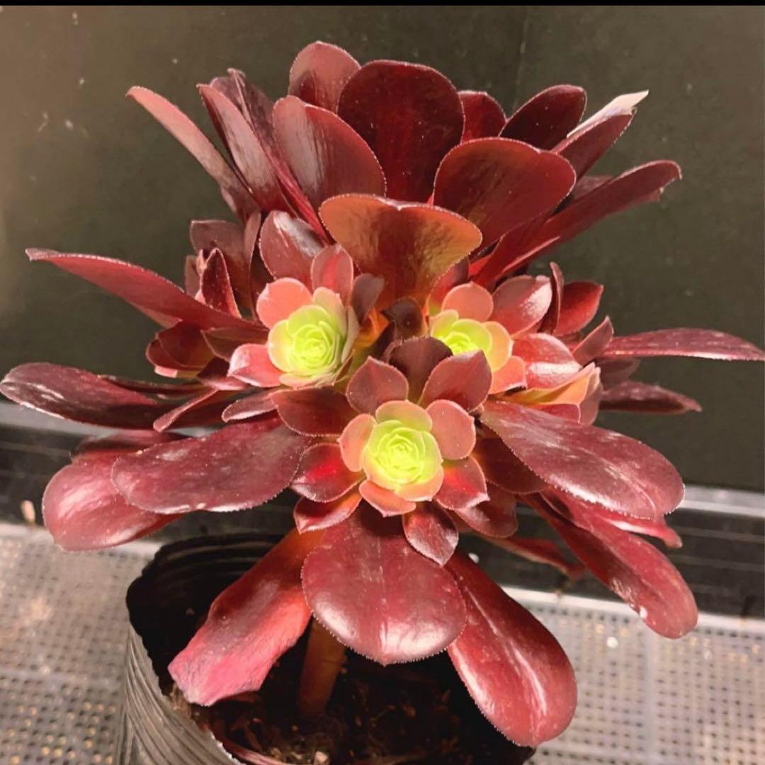 27 #多肉植物アエオニウム錦 ❤️キリマンジャロ錦❤️1大頭10小頭18cm拔き苗