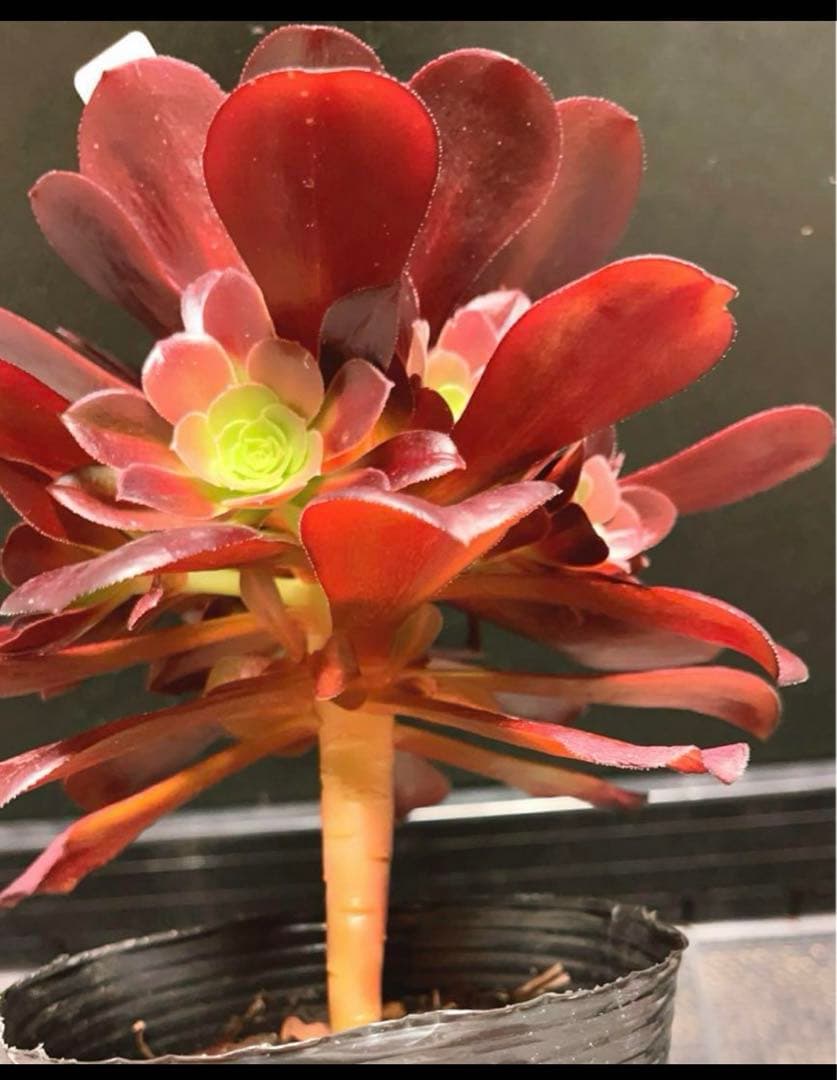 27 #多肉植物アエオニウム錦 ❤️キリマンジャロ錦❤️1大頭10小頭18cm拔き苗