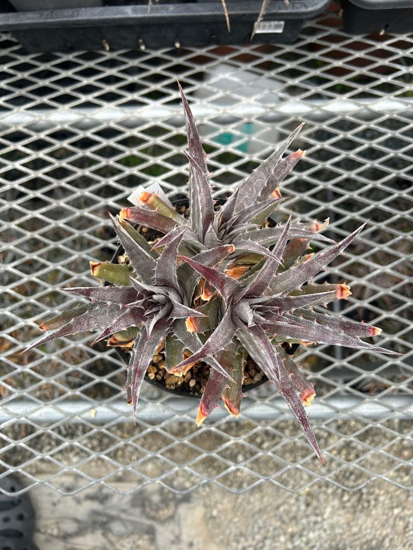 本物 DBディッキア Dyckia Morado 06-07-18 #241 ⑵