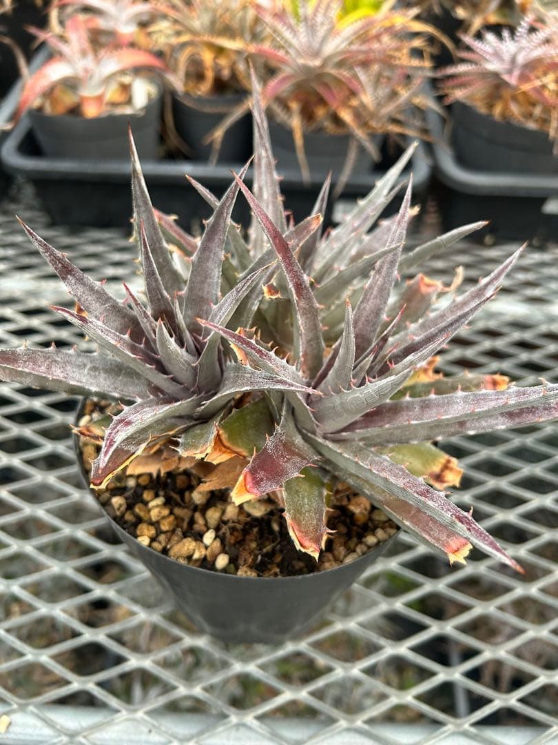 本物 DBディッキア Dyckia Morado 06-07-18 #241 ⑵