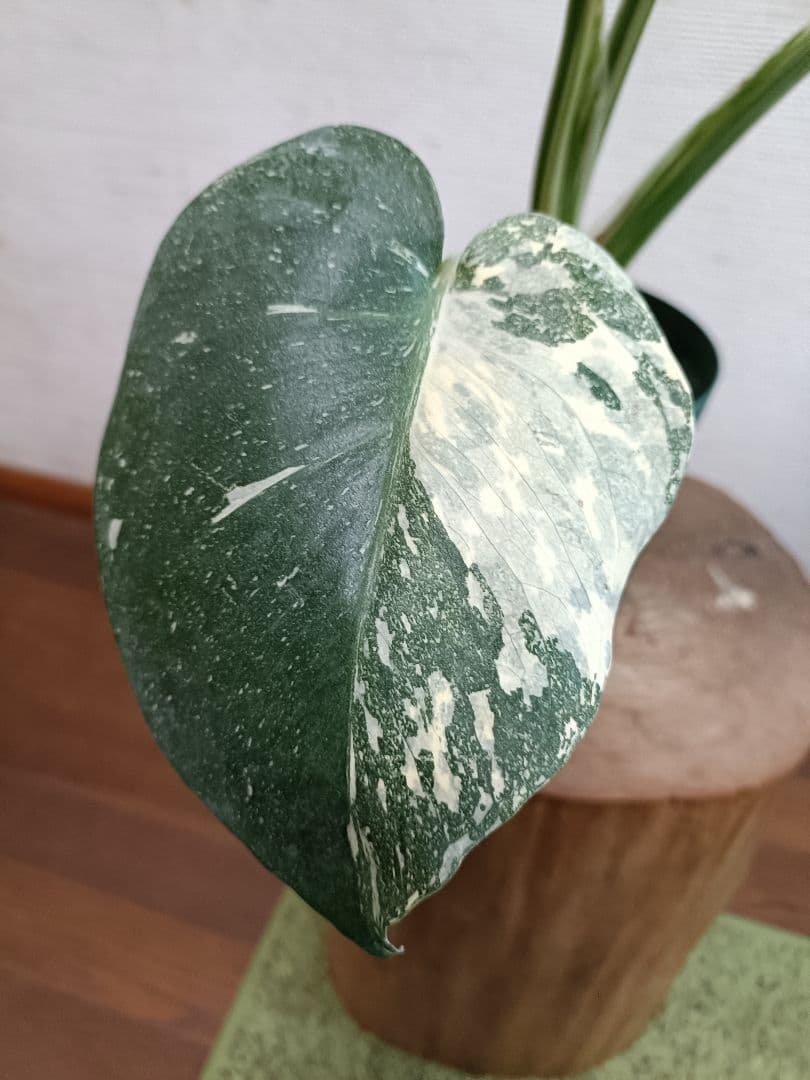 モンステラ極美斑入り monstera