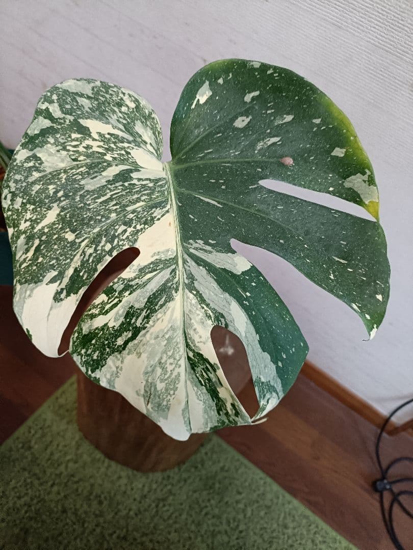 モンステラ極美斑入り monstera