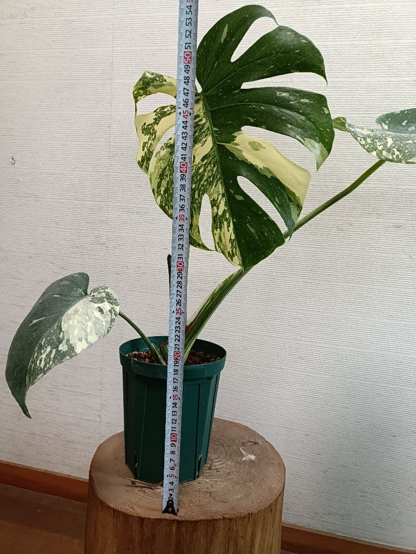 モンステラ極美斑入り monstera