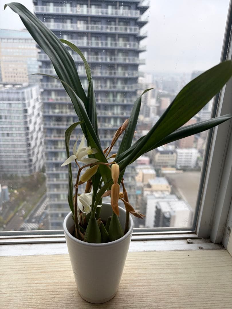 蕾付き❣️白い多花性香りラン　上品な陶器鉢付き