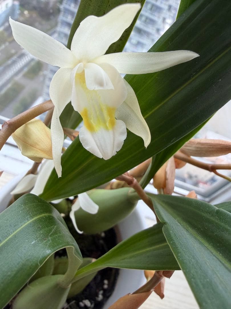 蕾付き❣️白い多花性香りラン　上品な陶器鉢付き