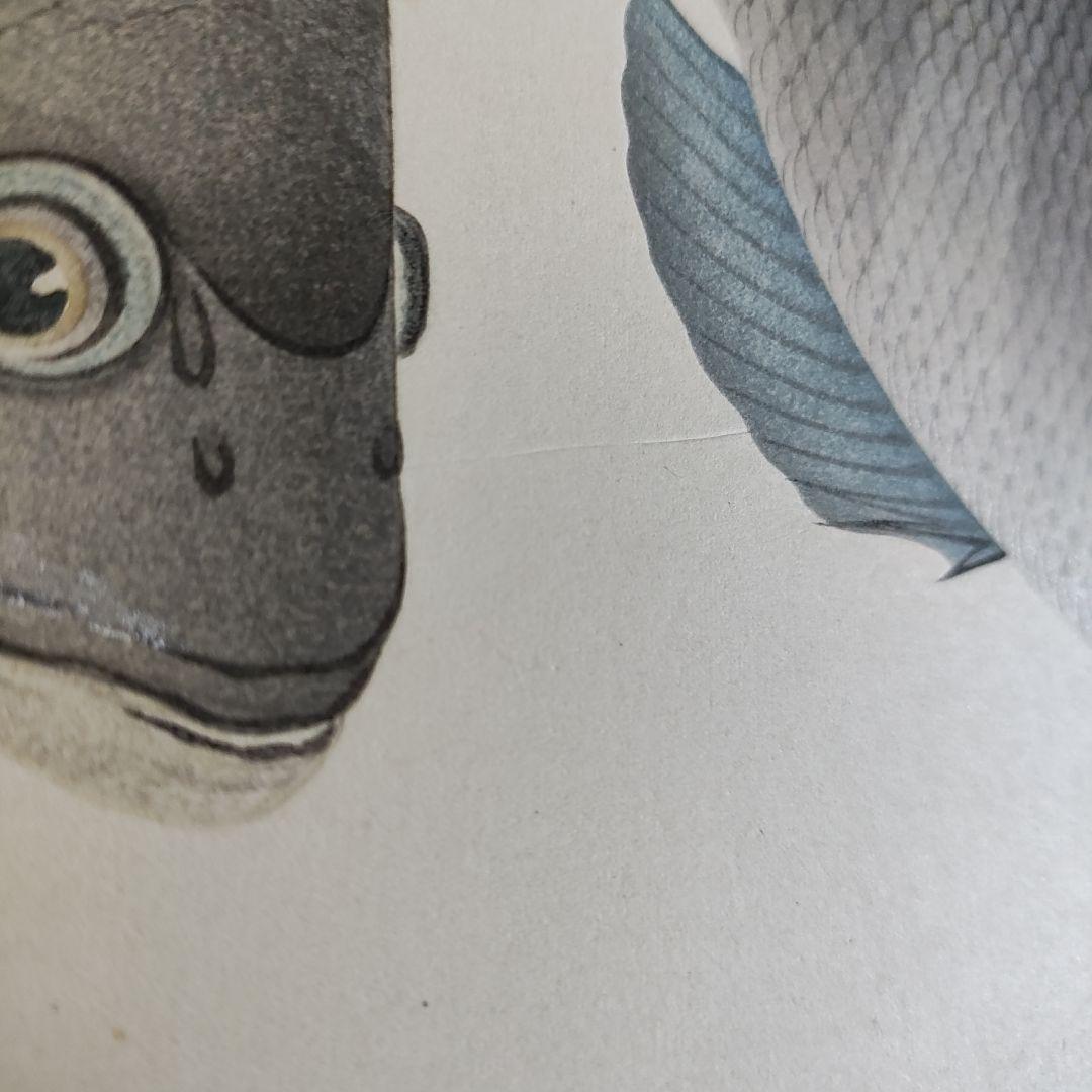 大野麦風　木版画「クロダイ」 大日本魚類画集　 新版画
