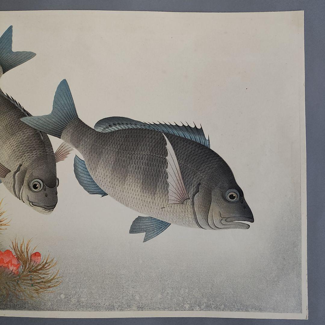 大野麦風　木版画「クロダイ」 大日本魚類画集　 新版画