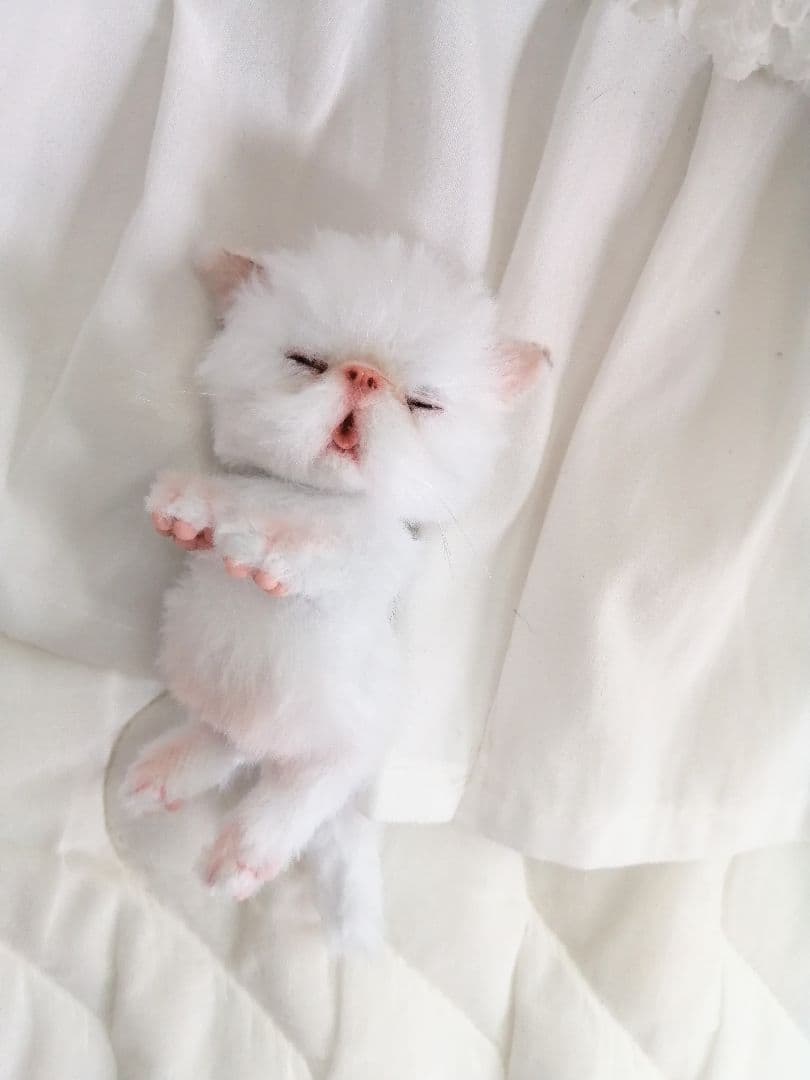 ちっちゃなおねむちゃん♡エキゾチックベビー♡子猫♡アートドール♡ぬいぐるみ♡
