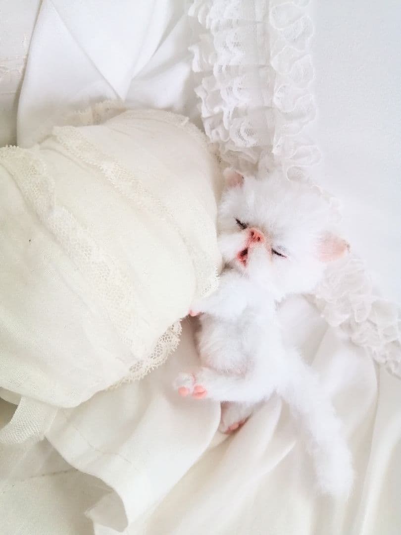 ちっちゃなおねむちゃん♡エキゾチックベビー♡子猫♡アートドール♡ぬいぐるみ♡