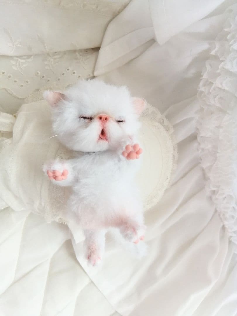 ちっちゃなおねむちゃん♡エキゾチックベビー♡子猫♡アートドール♡ぬいぐるみ♡