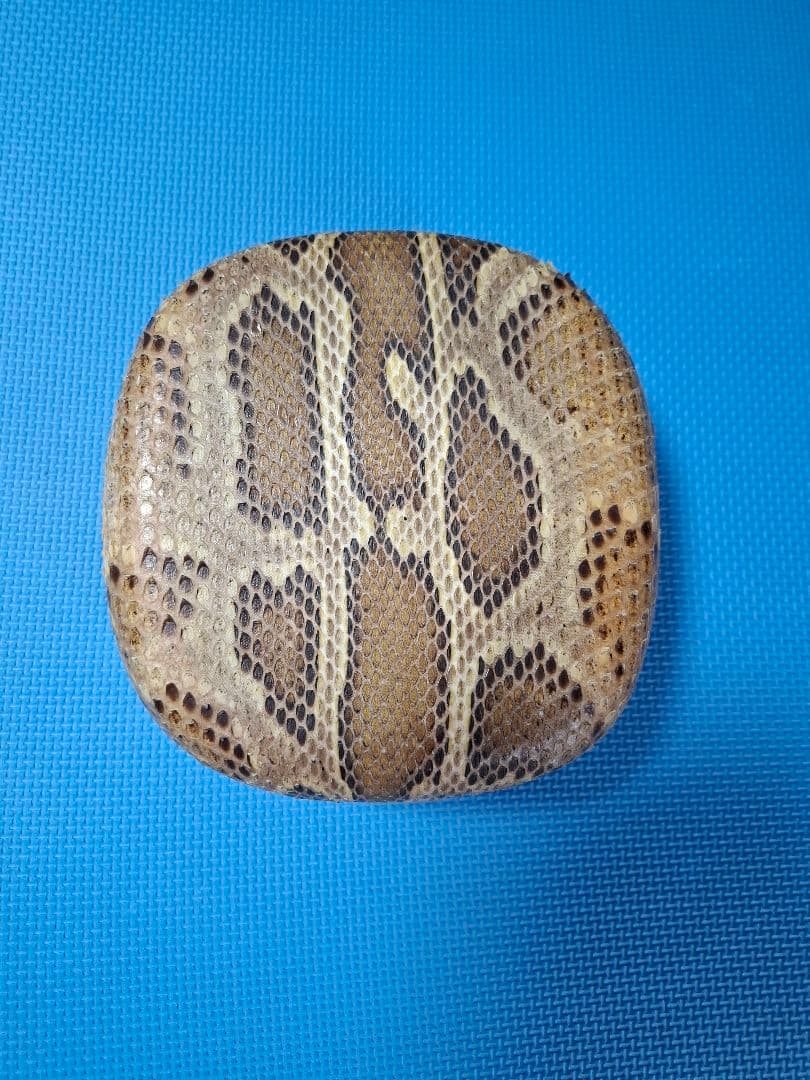 三線チーガ　本皮　強化張り