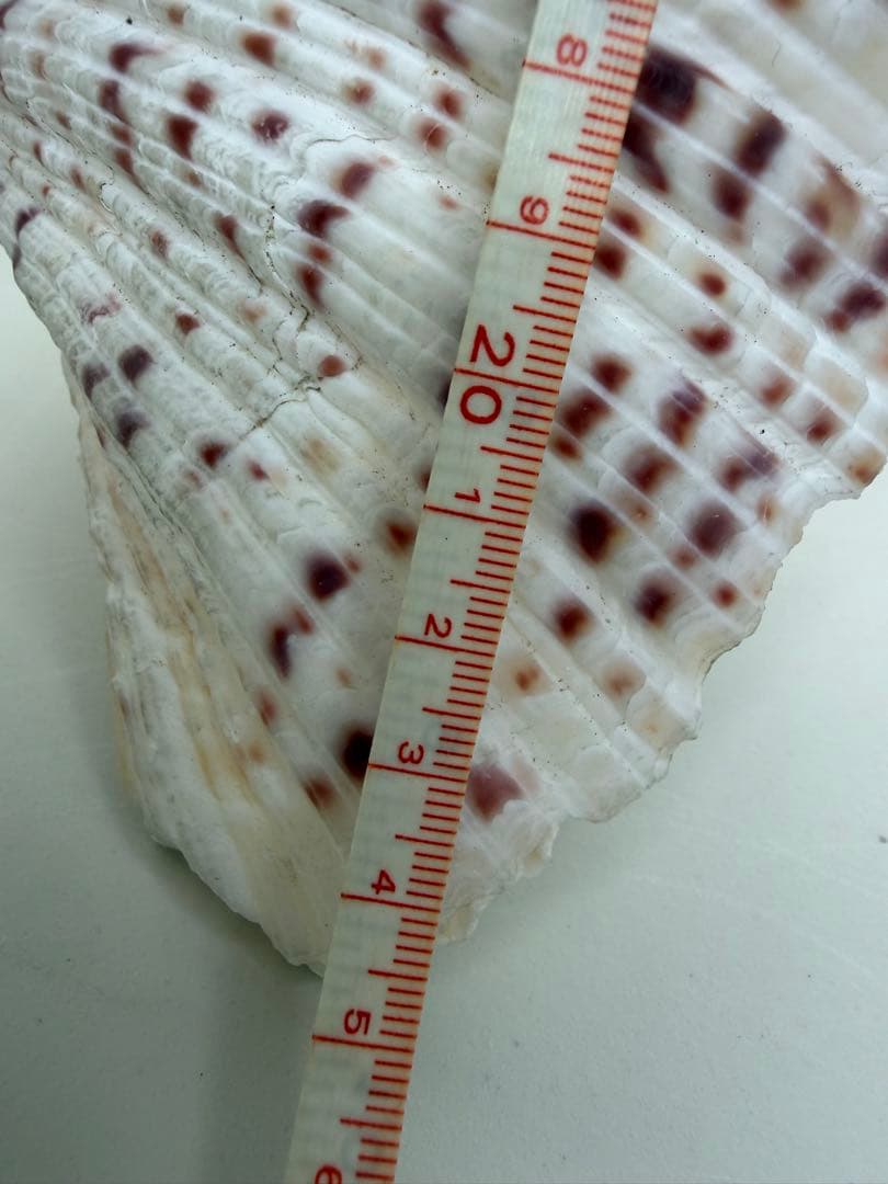 【美品】シャコガイ（シャゴウ貝）　インテリア　飾り物　オブジェ