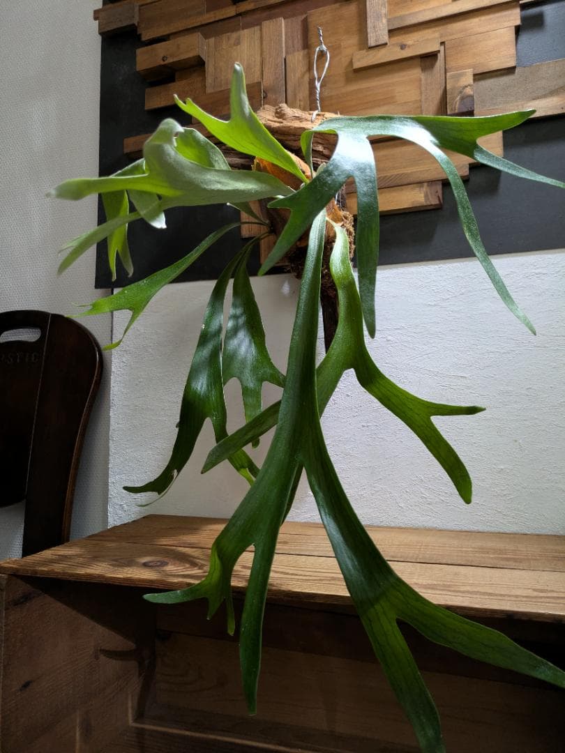 プラティケリウム アルシコルネ［流木付・大株］＋ホヤチャイナビーン