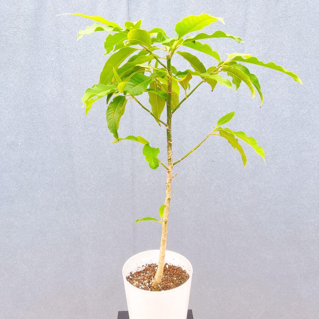 現品　キンコウボク　金厚朴　希少　86番　観葉植物　植木　インテリアグリーン