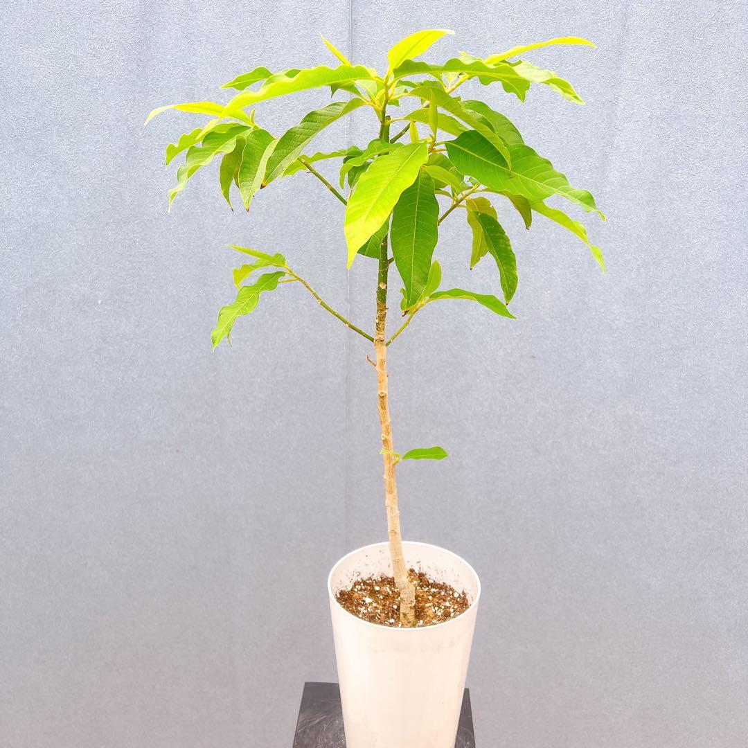 現品　キンコウボク　金厚朴　希少　86番　観葉植物　植木　インテリアグリーン